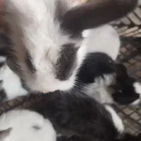بچه خرگوش