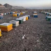 فروش زنبور عسل