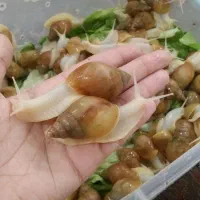 حلزون آچاتینا(آلبینو)و خاویار حلزون