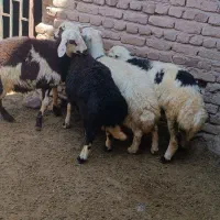 بره قوچ پلنگی