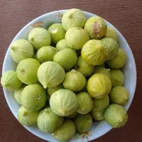 انجیر عسلی