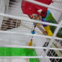 پرنده گلدین