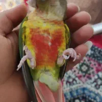 گمشده