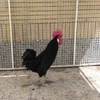خروس برا تخمی
