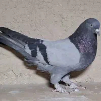 کفتر اصفهانی کبوتر دمگیر،صرب، سنجابی،گل پنبه ای