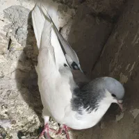 کبوتر چپ کبود ماده میزان