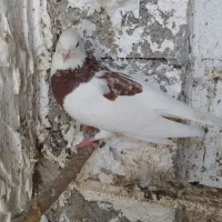 کبوتر