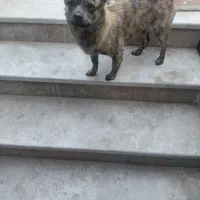 سگ ببری پلنگ