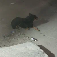 سگ ژرمن جهت جفتگیری
