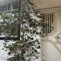 اجاره روزانه سوییت اپارتمان