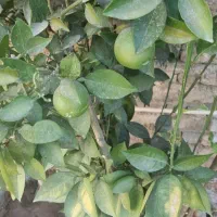 پاپی-خالدار-زمین-خلوتی-البرز-یک