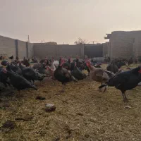 بوقلمون کرچ