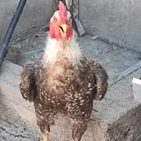 خروس جوان