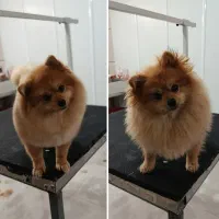 کوتاهی موی سگ و گربه