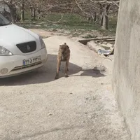 سگ افغان