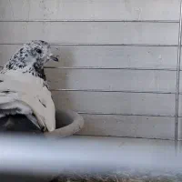 کبوتر یاپرنده