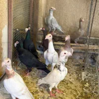 تعدادی پرنده کاریر و رنگی