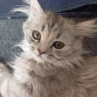 گربه پرشین به همراه بچه اش