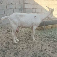 یک راس بز جوان سانن و یک راس بره نر فروشی