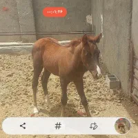 اسب|اسب و تجهیزات اسب‌سواری|فسا, |دیوار