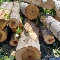 خریدار چوب و درخت صنوبر میوه