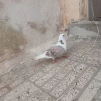 کفتر دوکت