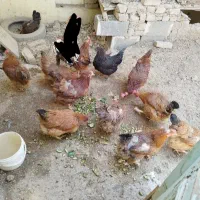 12تا مرغ جوان تخم گذار