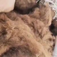 پشم گوسفندی