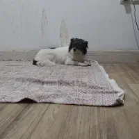 سگ.