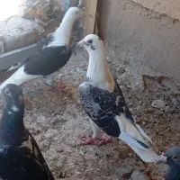 دکت پلاکی زات فولاد