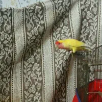 طوطی برزیلی