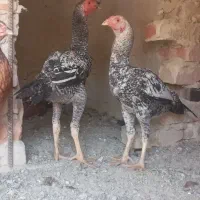 مرغ خروس لاری