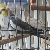 جفت مولد عروس هلندی و یک جفت مرغ عشق
