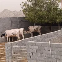 گاو شیری تلقیح شده