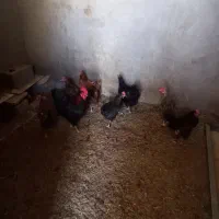 مرغ وخروس بومی