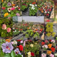 گل رز کالانکوآ سبزه شمعدانی ختمی شب بو