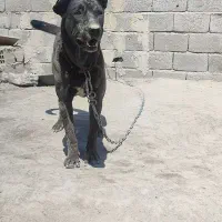 سگ ماده سرابی اصیل تو فحل هست