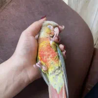 گرینچیک اناناسی ۹ ماهه