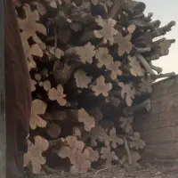 هرس انواع درختها