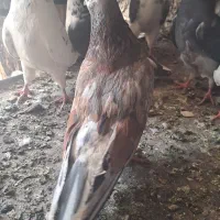 کبوتر
