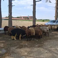 فروش گوسفند زنده با قصاب