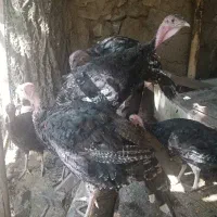 بوقلمون 6ماه