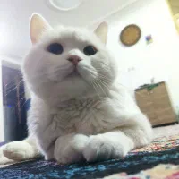 واگذاری|گربه|لار, |دیوار
