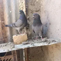 کفتر