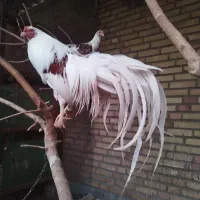 فروش تخم نطفه دار،جوجه و مولد برهما و یوکوهاما