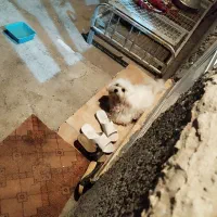 سگ پاکوتا پشمالو