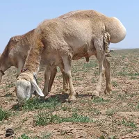 قوچ