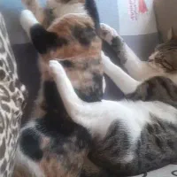 واگذاری گربه کالیکو ماده عقیم شده