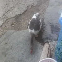 قازماده