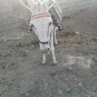 گله